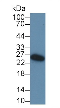 62521