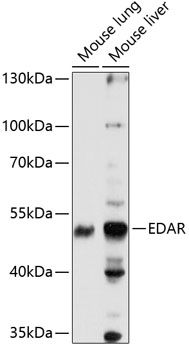 Валидация Elabscience E-AB-90736