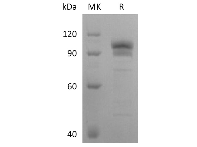 Валидация Elabscience PKSH032012(2576)