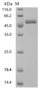 SDS-PAGE