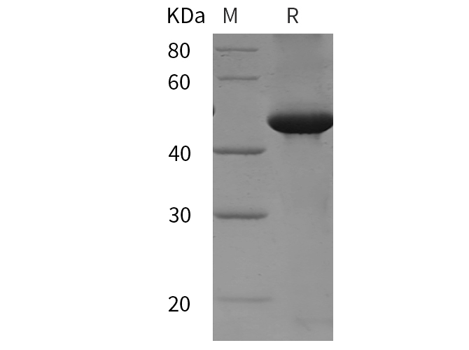 Валидация Elabscience PDER100217(749)