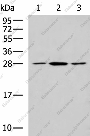 Вестерн-блоттинг, CLTB, клетки NIH/3T3, LO2 и Jurkat