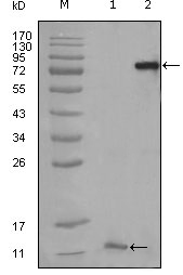 Валидация Affinity BF0231 - 5191