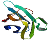 Thy1 Cell Surface Antigen (Thy1)