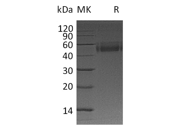 Валидация Elabscience PKSM041159(5069)