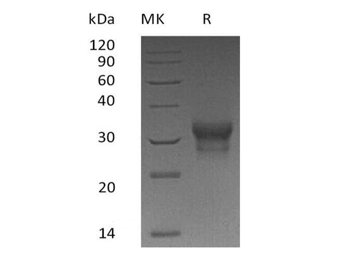 Валидация Elabscience PKSH033639(3925)