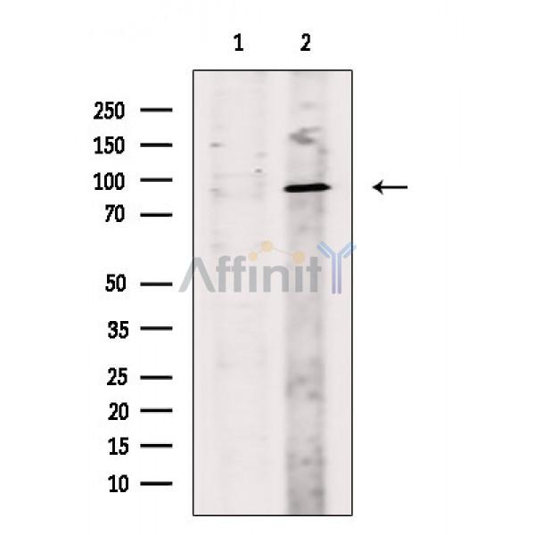 Валидация Affinity DF6794 - 18365