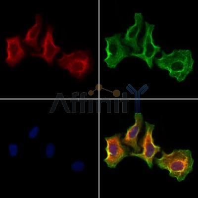 Валидация Affinity DF12341 - 6770