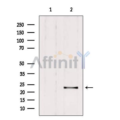 Валидация Affinity DF9838 - 22735