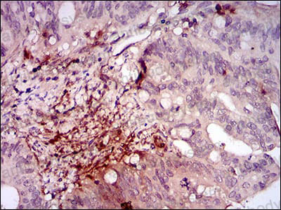 Валидация AntibodySystem RHG51902