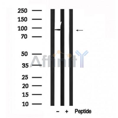 Валидация Affinity AF7634 - 4307