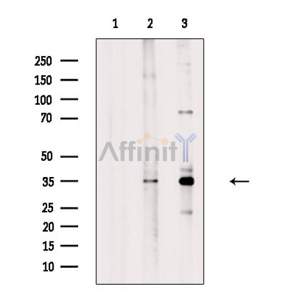 Валидация Affinity DF8689 - 20668