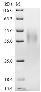 SDS-PAGE