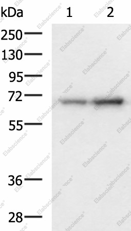 Вестерн-блоттинг, PAIP1, клетки 293T и HepG2