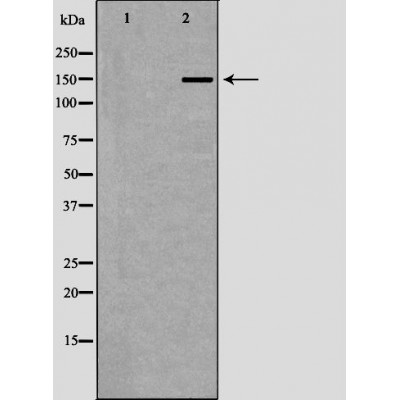 Валидация Affinity DF6977 - 18605