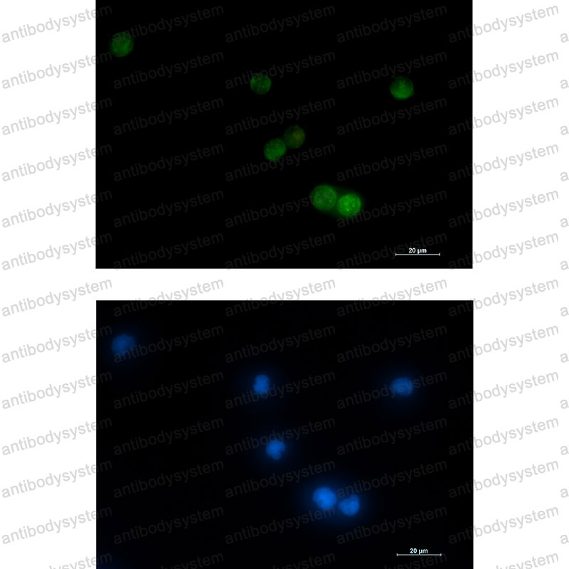 Валидация IF - AntibodySystem RHF56703