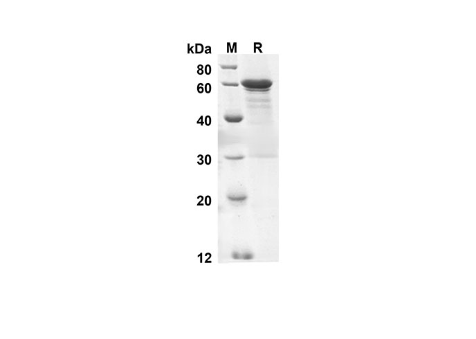 Валидация Elabscience PDEH100496(15)