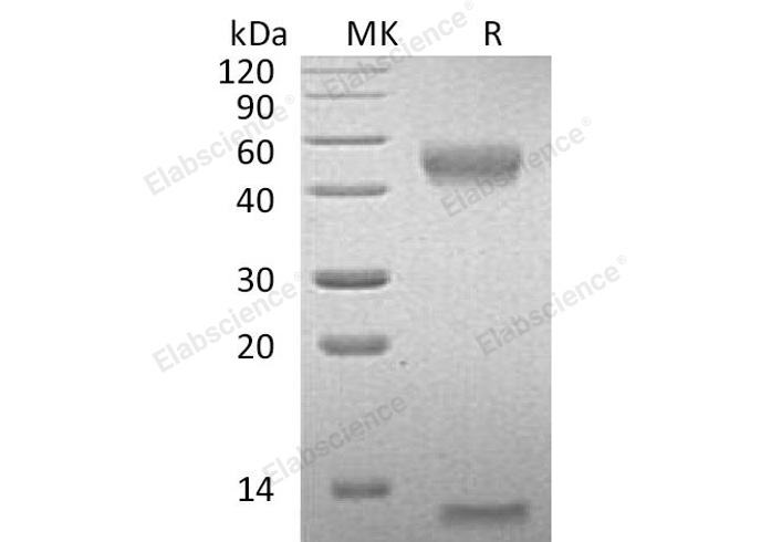 Валидация Elabscience PKSM041017(4951)