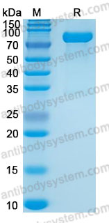 Валидация AntibodySystem AMC33701