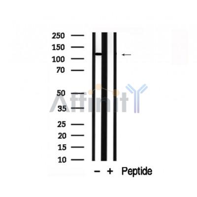 Валидация Affinity AF7786 - 4499