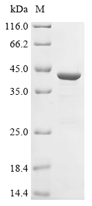 SDS-PAGE