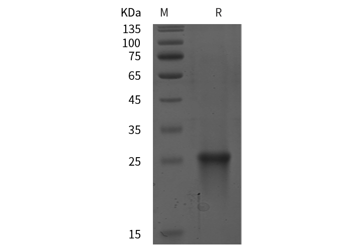 Валидация Elabscience PDEH100996(403)