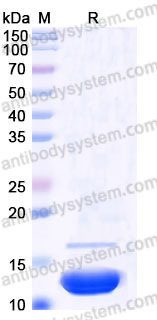 YHB89902, SDS-PAGE