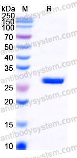 EHN08801, SDS-PAGE