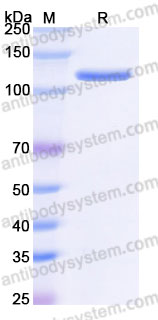 AHG78903, SDS-PAGE