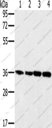 Вестерн-блоттинг, MRPL39, клетки 293T, K562, 231 и HeLa