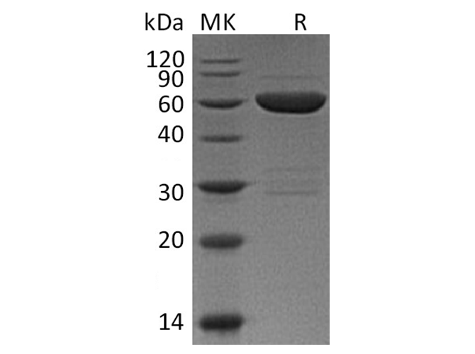 Валидация Elabscience PKSM041336(5230)