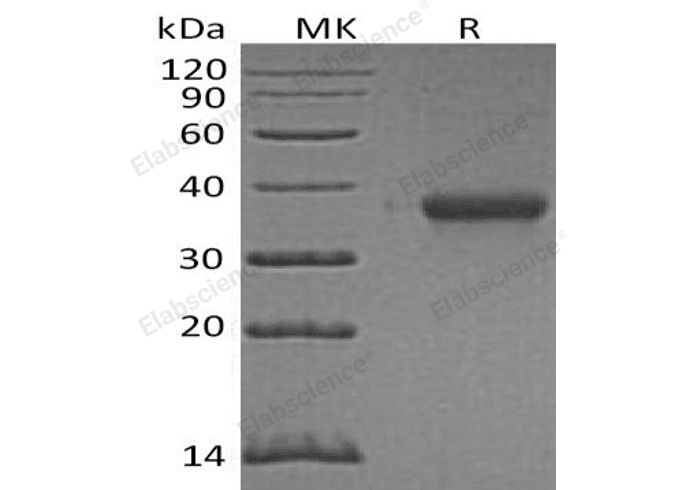 Валидация Elabscience PKSH032390(2872)