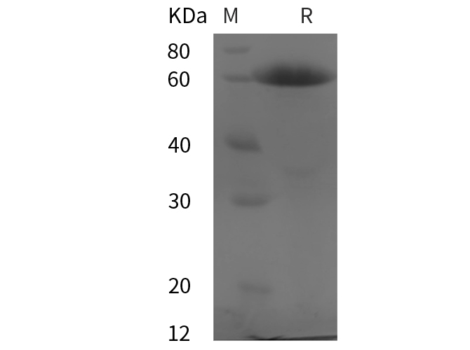 Валидация Elabscience PDMH100389(990)