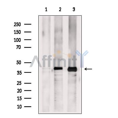 Валидация Affinity DF13624 - 9146