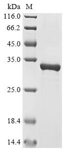 SDS-PAGE