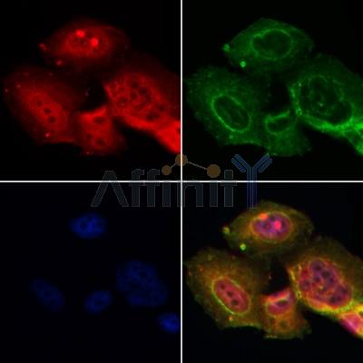 Валидация Affinity AF5188 - 2626