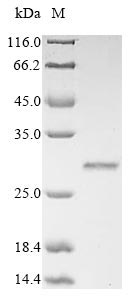 SDS-PAGE