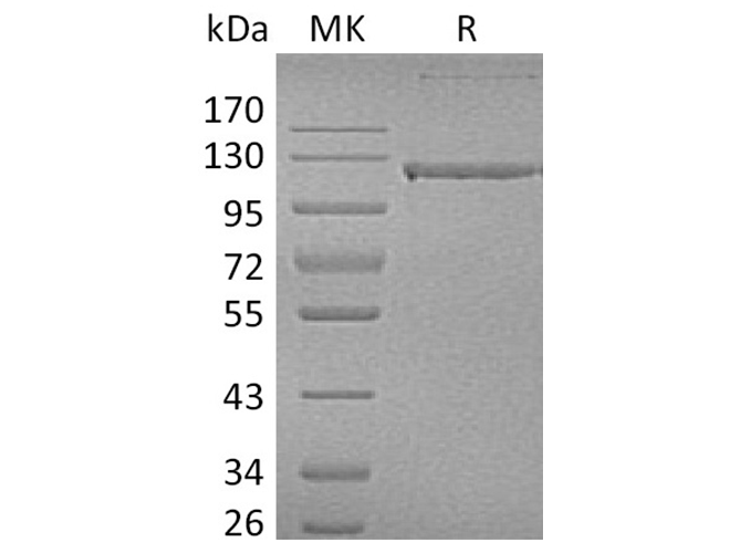 Валидация Elabscience PKSH033567(3863)