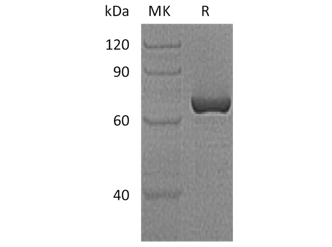 Валидация Elabscience PKSH033534(3834)