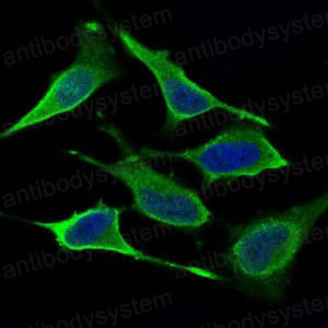 Валидация IF - AntibodySystem RHA11502