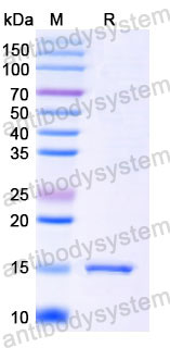 Валидация SDS-PAGE - AntibodySystem RHK28201