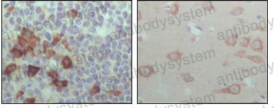 Валидация AntibodySystem RHA44602