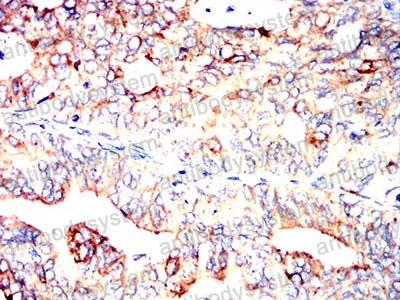 Валидация AntibodySystem RHA52803 (156)