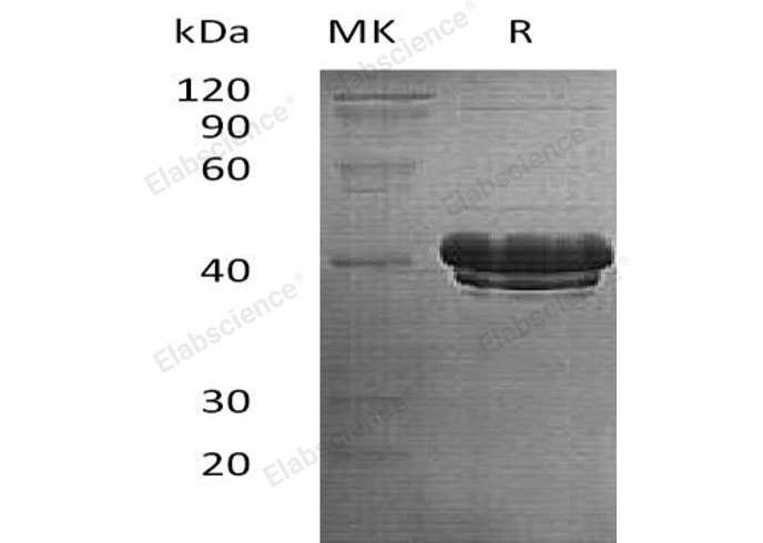 Валидация Elabscience PKSH032131(2665)