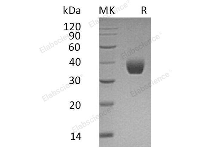 Валидация Elabscience PKSH032848(3259)