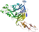 Semaphorin 4F (SEMA4F) Semaphorin 4F (SEMA4F)