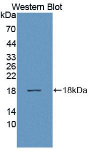 40784