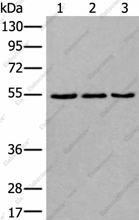 Вестерн-блоттинг, WDSUB1, клетки 293T, NIH/3T3 и K562