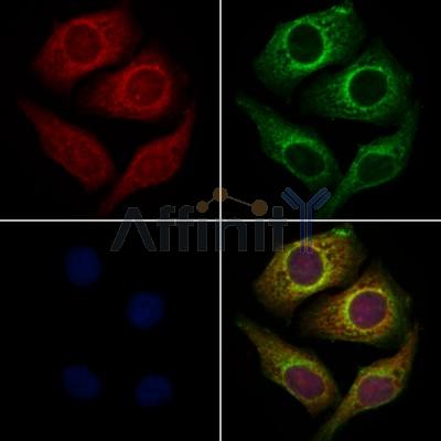 Валидация Affinity AF9050 - 4796