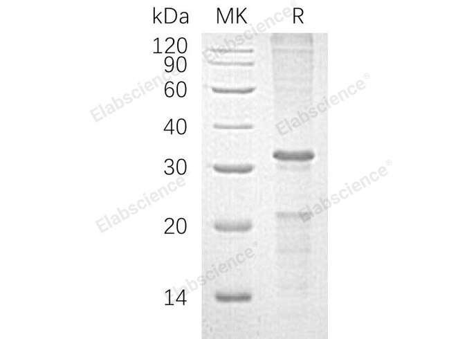 Валидация Elabscience PKSH032176(2701)